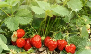 Reife, rote Erdbeeren wachsen üppig im Sonnenschein. Die grünen Blätter und Stiele zeigen, dass das Pflanzen von Erdbeeren erfolgreich war.