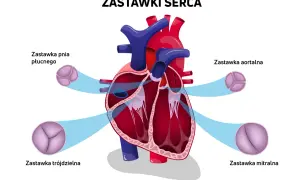 Schemat przedstawia budowę serca człowieka z zaznaczonymi zastawkami: pnia płucnego, aortalną, trójdzielną i mitralną.