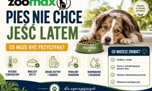 Pies nie chce jeść latem? Wysokie temperatury, zmiana rutyny, problemy trawienne mogą powodować brak apetytu u psa. Zadbaj o wodę i lekkostrawną karmę.