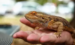 Agama brodata na dłoni. Zastanawiasz się nad jej zakupem? Sprawdź, jaka jest aktualna agama brodata cena.
