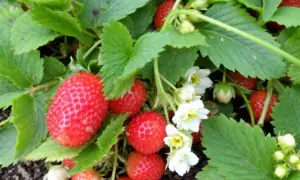 Gros fruits rouges et fleurs blanches sur une fraisier plante.