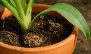 Viele Ameisen krabbeln auf dem Wurzelballen einer Pflanze in einem Blumentopf.