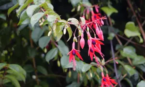 Hängende, leuchtend rote und pinke Fuchsienblüten mit dunklen Zentren, umgeben von grünen Blättern. Ein idealer **Fuchsien Standort** für diese zarten Schönheiten.