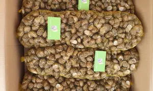 Cztery worki pełne ślimaków w kartonie. Zastanawiasz się, ile kosztuje 1 kg ślimaków w skupie?