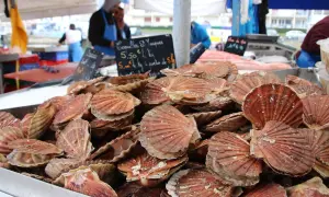 Coquilles Saint-Jacques fraîches, prêtes à être dégustées. La saison saint jacques est là, profitez-en !