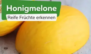 Zwei reife Honigmelonen liegen auf einem Holztisch. Die grüne Tafel mit weißer Schrift fragt: "Honigmelone wann reif? Reife Früchte erkennen".