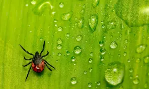 Kleszcz na zielonym liściu, otoczony kroplami rosy. Spirytus mrówczany na kleszcze to domowy sposób na pozbycie się tego pasożyta.