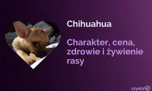 Uroczy piesek chihuahua, znany też jako pies ciulala, w sercu. Informacje o rasie: charakter, cena, zdrowie i żywienie.