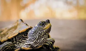 Jak nazwać żółwia? 10 wyjątkowych imion, które go wyróżnią
