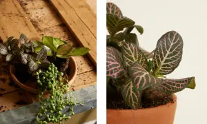 Close-up of a Fittonia plant with striking pink veins on dark green leaves. This plant is not toxic to cats, offering peace of mind for pet owners.