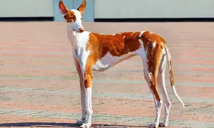 Elegancki podenco z Ibizy o rudych łatach na białym tle, z charakterystycznymi, sterczącymi uszami, dumnie prezentuje swoją sylwetkę na brukowanym placu.