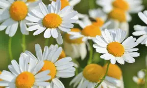 Camomila, también conocida como manzanilla, florece con pétalos blancos y centros amarillos vibrantes.