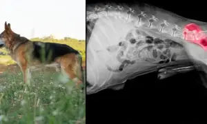 Czy Twój szczeniak ma dysplazję? Sprawdź objawy i działaj!