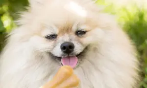 Uroczy szczeniak pomeranian z językiem na kości. Zastanawiasz się, ile powinien jeść szczeniak pomeranian?