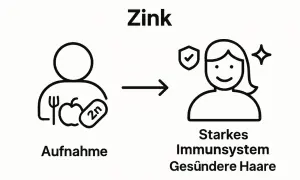 Zinkaufnahme durch Nahrung führt zu starkem Immunsystem und gesünderen Haaren. Wie viel Zink pro Tag?