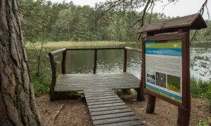 Drewniana platforma widokowa nad jeziorem Nierybno, jedna z atrakcji Borów Tucholskich. Tablica informacyjna opisuje walory przyrodnicze tego miejsca.