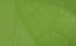 Kiedy powstał zielony ład i jak wpłynął na walkę ze zmianami klimatu