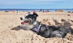 Gdzie nad morze z psem? Odkryj najlepsze plaże i porady dla właścicieli
