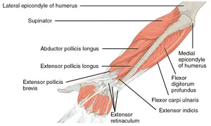 Anatomia przedramienia: mięśnie prostowniki i zginacze, kości ramienia i nadgarstka.