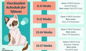 A cute kitten illustration accompanies a kitten vaccine schedule, detailing core and non-core vaccinations by age.