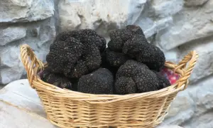 Cesto di vimini colmo di tartufo nero, un tesoro delle Marche, su un tavolo di legno grezzo.