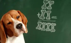 Beagle zamyśla się nad zadaniem z kości na tablicy. Czy pies rozumie co się do niego mówi?