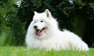 Samojed o charakterze przyjaznym i łagodnym leży na trawie, z językiem na wierzchu.