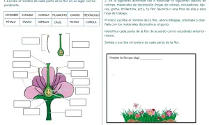 Ilustración didáctica para niños sobre las partes de una flor, con etiquetas para completar.