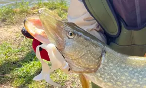 Ein Angler hält einen großen Hecht, gefangen beim Angeln im Februar. Der Fisch hat ein offenes Maul mit einem weißen Gummiköder.