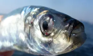 Nahaufnahme eines Heringes, der in Stralsund gefangen wurde. Sein glänzendes Auge blickt neugierig in die Kamera.