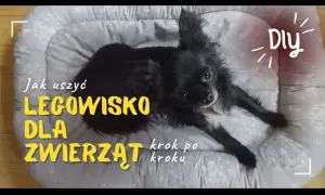 Jak zrobić legowisko dla psa bez szycia - proste i tanie pomysły