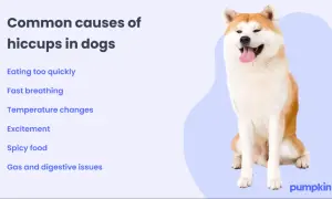 A happy Akita dog sits next to a list of common causes of dog hiccups, like eating too quickly or excitement.