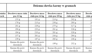 Karmienie szczeniaka ile razy dziennie? Harmonogram według wieku psa