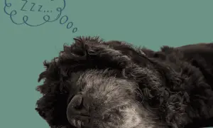 Ein dunkler Hund schläft tief und fest. Über ihm schwebt eine Sprechblase mit "Zzz...", denn alte Hunde schlafen viel.
