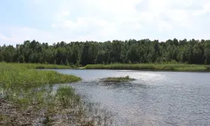Spokojne jezioro Czarne, otoczone gęstym lasem, z trzcinami na brzegu. Może kryje w sobie wiele gatunków ryb.