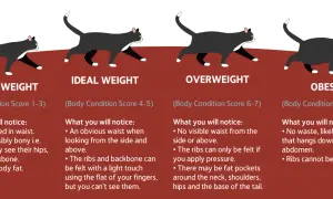 An obese cat illustration shows a cat with no visible waist and a fat pouch hanging from its abdomen. Ribs are not felt.