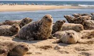 Foki wylegujące się na plaży, idealne miejsce, gdzie można zobaczyć foki w Polsce.