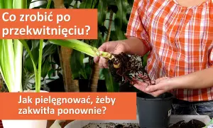 Jak uprawiać amarylis, aby cieszyć się pięknym kwitnieniem przez lata