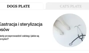 Kastracja psów i sterylizacja to temat artykułu. Widoczne łapy psa i stetoskop sugerują opiekę weterynaryjną.