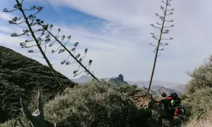 Wanderer mit Rucksack erklimmt felsigen Pfad auf Gran Canaria, umgeben von Agaven und Berglandschaft.