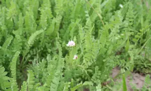 Zielona seradela z delikatnymi różowymi kwiatkami. Kiedy siać seradelę? Najlepiej wiosną lub jesienią.