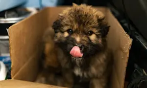 A fluffy stray dog puppy licks its nose while sitting in a cardboard box. If you find a stray, here's what to do.