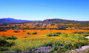 Namaqua National Park: Ein Meer aus orangefarbenen und gelben Blumen unter blauem Himmel.