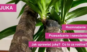 Jak sadzić jukę: proste kroki, by uniknąć błędów w uprawie