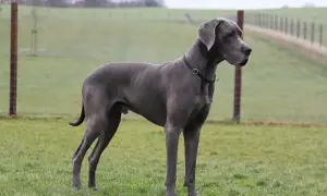 Elegancki dog niemiecki, jego waga imponuje. Stoi na zielonej łące, gotowy do biegu.