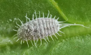 Gros plan d'un puceron blanc cotonneux sur une feuille verte. Un signe avant-coureur d'infestation, nécessitant un traitement rapide.