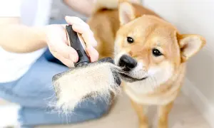 Ein Shiba Inu wird gebürstet. Die Bürste ist voller Haare, was auf **Stress** und **Schuppen** beim **Hund** hindeuten könnte.