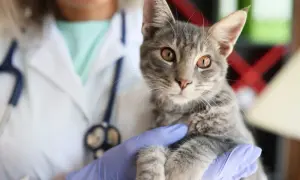 A veterinarian in gloves holds a tabby kitten, likely for a fip treatment consultation.