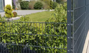 Jak skutecznie zakryć ogrodzenie z siatki dla większej prywatności