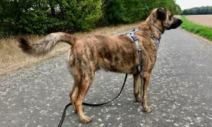 Ein gestromter Cão de Castro Laboreiro steht auf einem Weg, umgeben von Bäumen und Feldern.